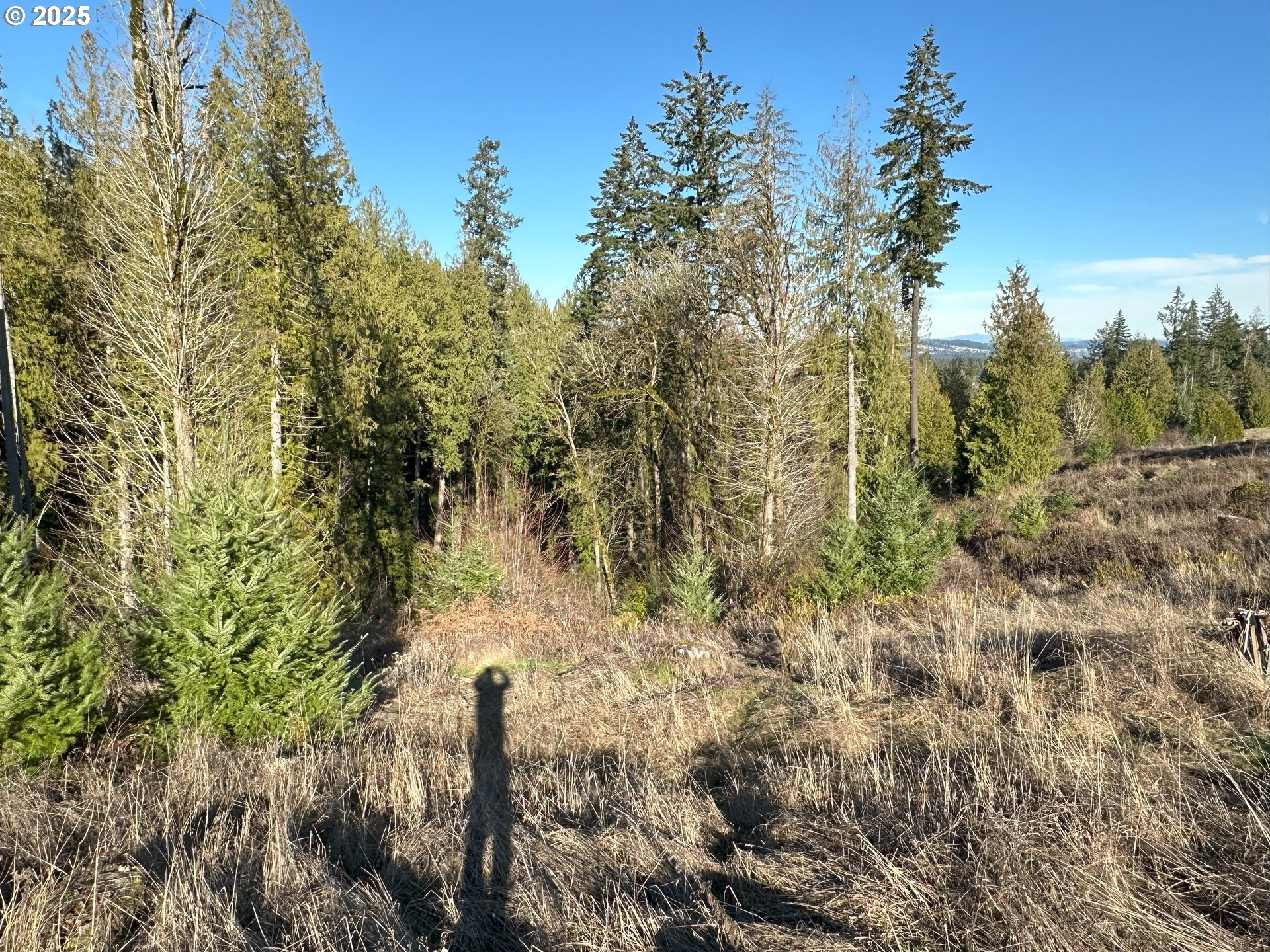 21007 Southwest Kruger Road Sherwood, OR 97140 - Photo 10 of 18 a view of a forest with a house in a yard