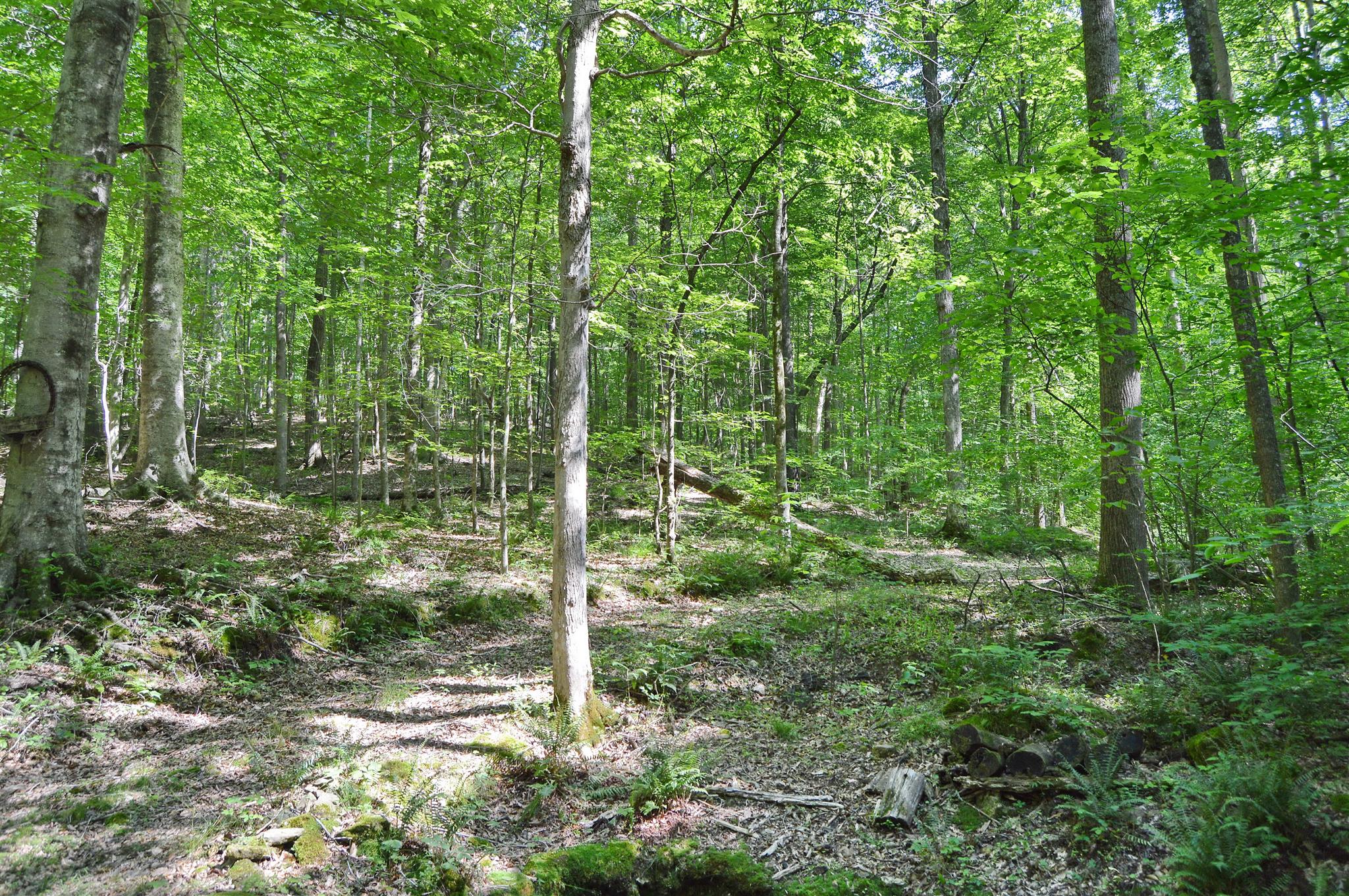 5765 Natchez Trace Road Franklin, TN 37064 - Photo 18 of 18 Gallery Image 18