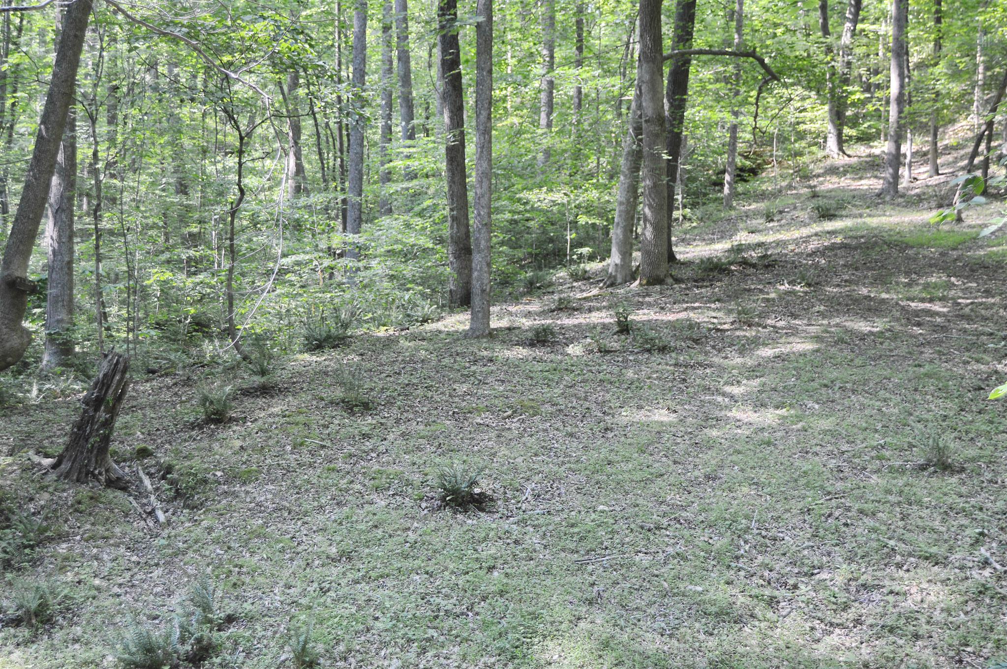 5765 Natchez Trace Road Franklin, TN 37064 - Photo 6 of 18 Gallery Image 6