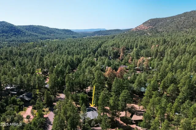 a view of a forest with a street