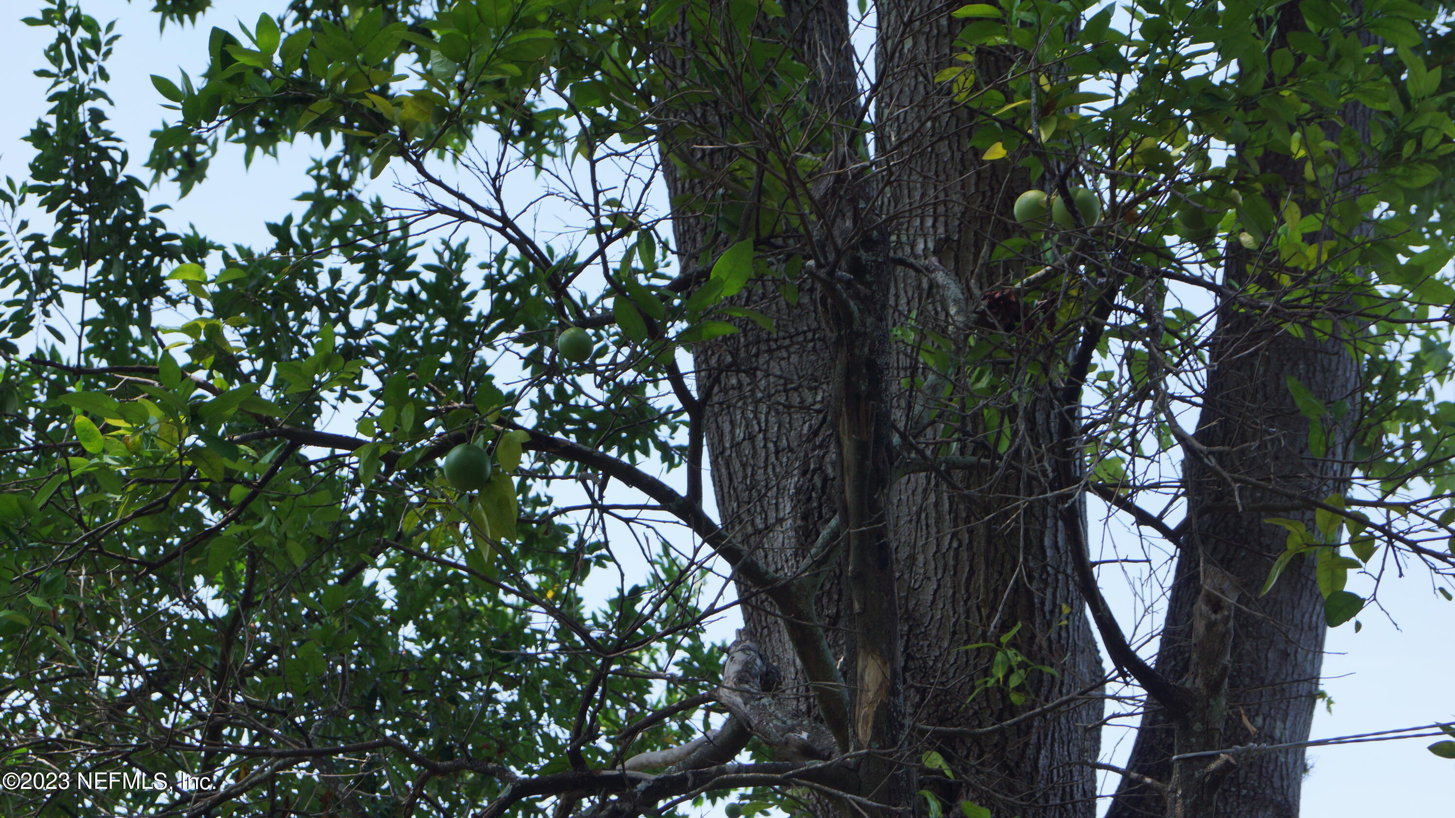 6113 Raintree Road Jacksonville, FL 32277 - Photo 27 of 31 Fruit Trees