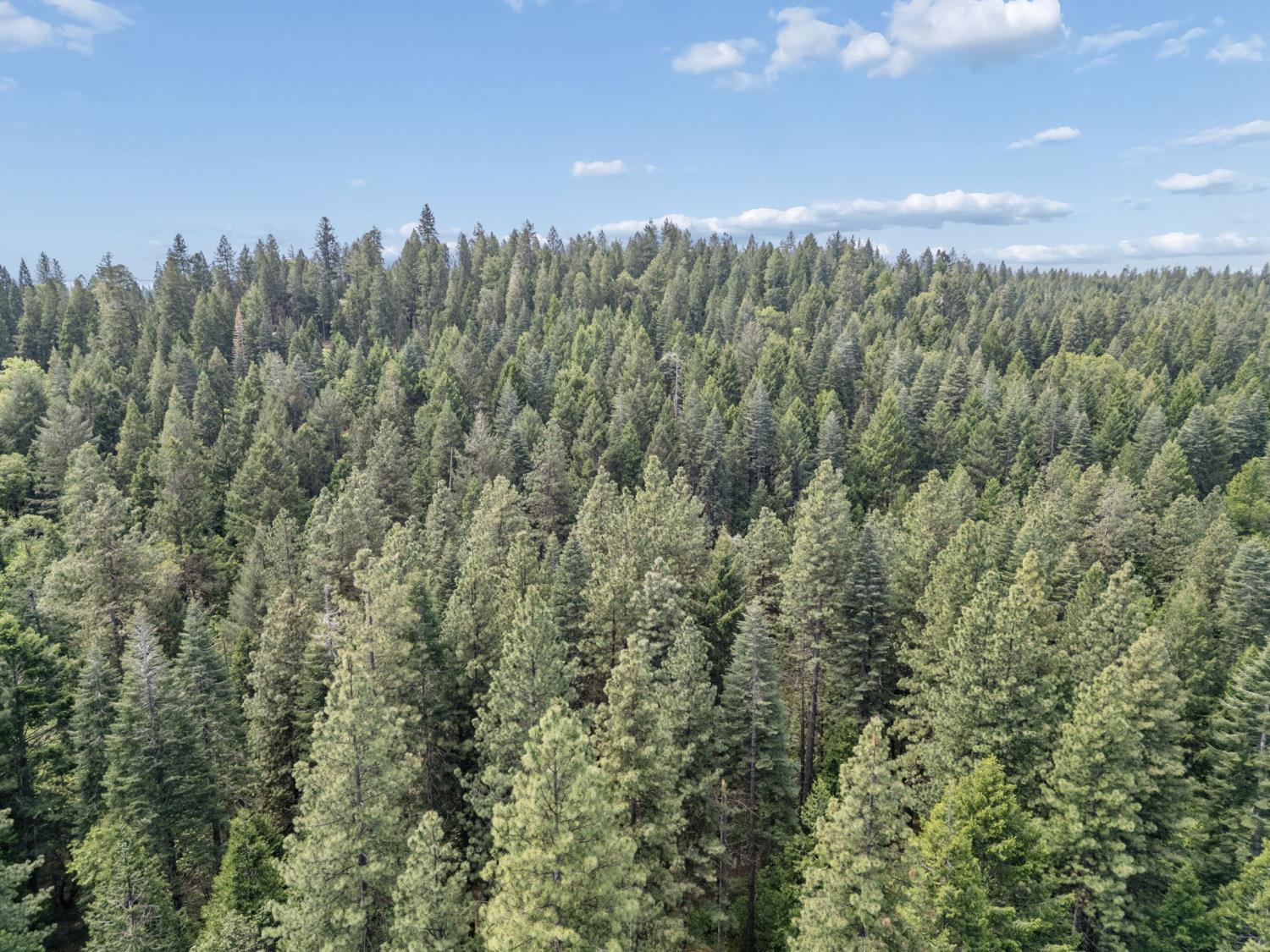 3354 Crocker Ranch Road Pollock Pines, CA 95726 - Photo 1 of 12 a view of a city with lush green forest