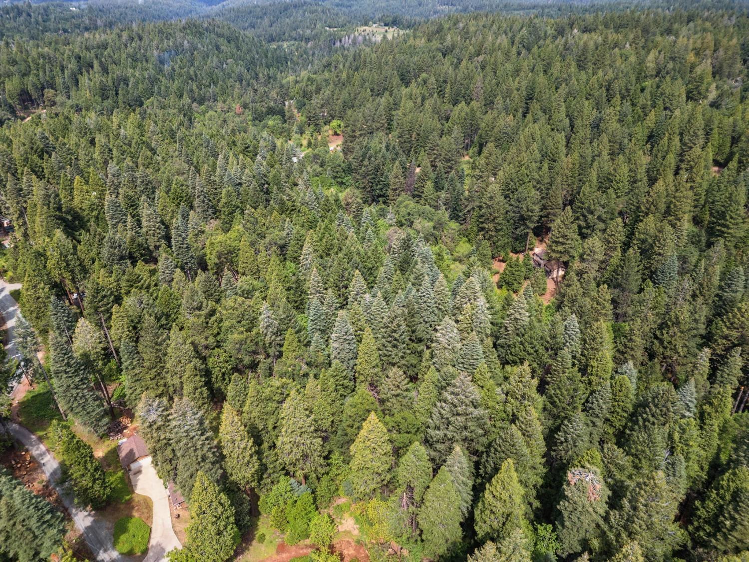 3354 Crocker Ranch Road Pollock Pines, CA 95726 - Photo 4 of 12 a view of a forest with a street