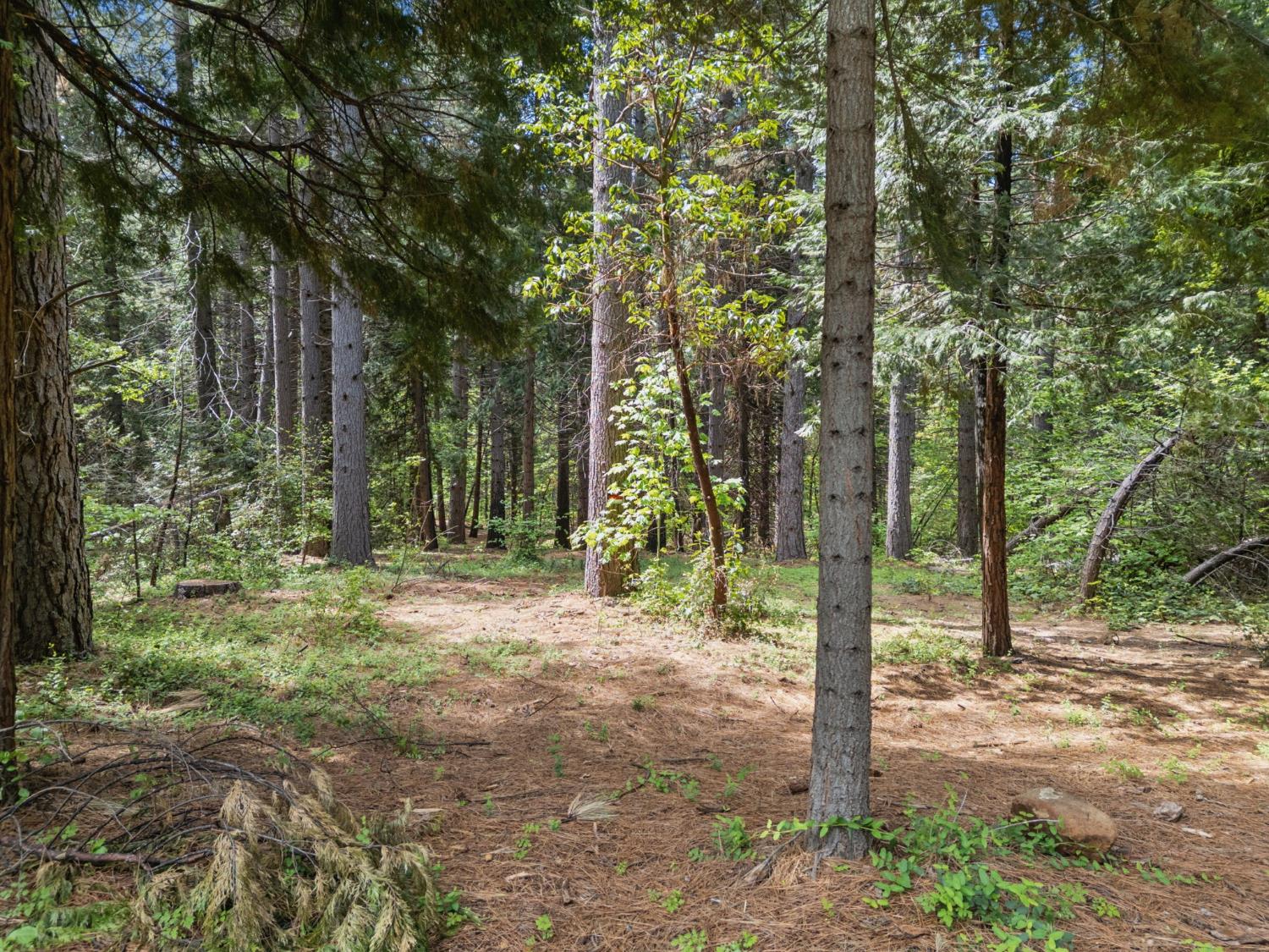 3354 Crocker Ranch Road Pollock Pines, CA 95726 - Photo 8 of 12 a fire hydrant in the middle of a forest