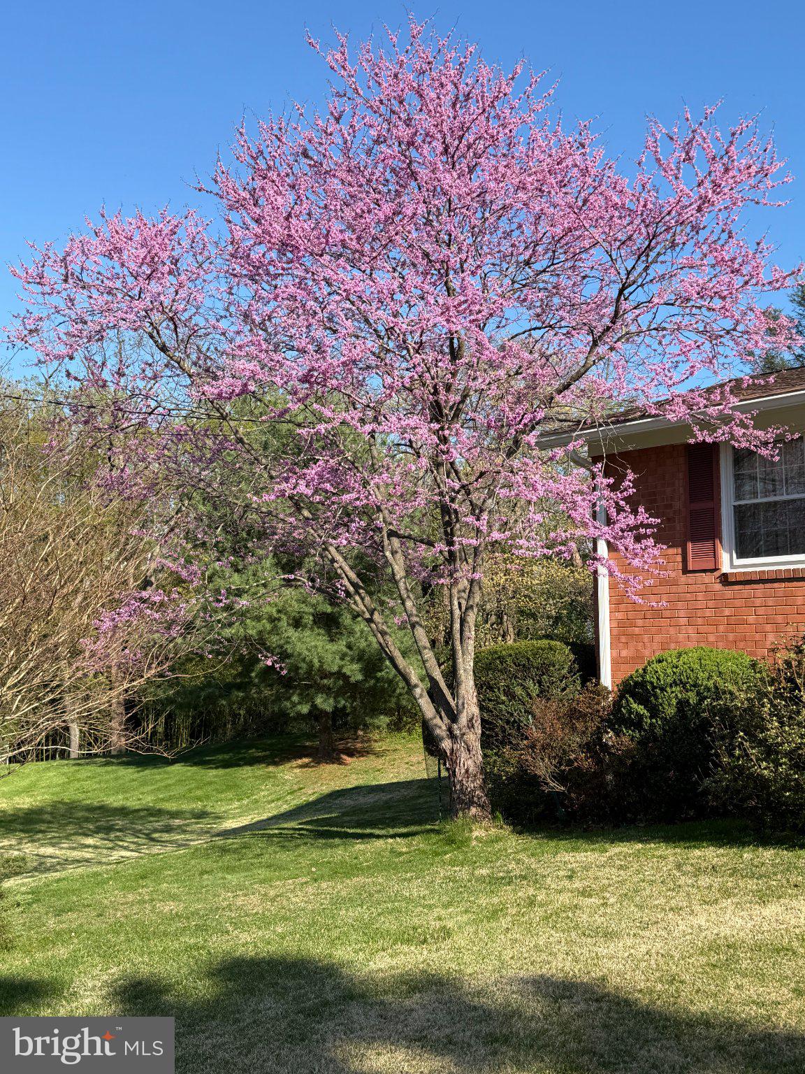 1421 Morningside Drive Silver Spring, MD 20904 - Photo 3 of 7 Blossoming Red Bud Tree in springtime hues.
