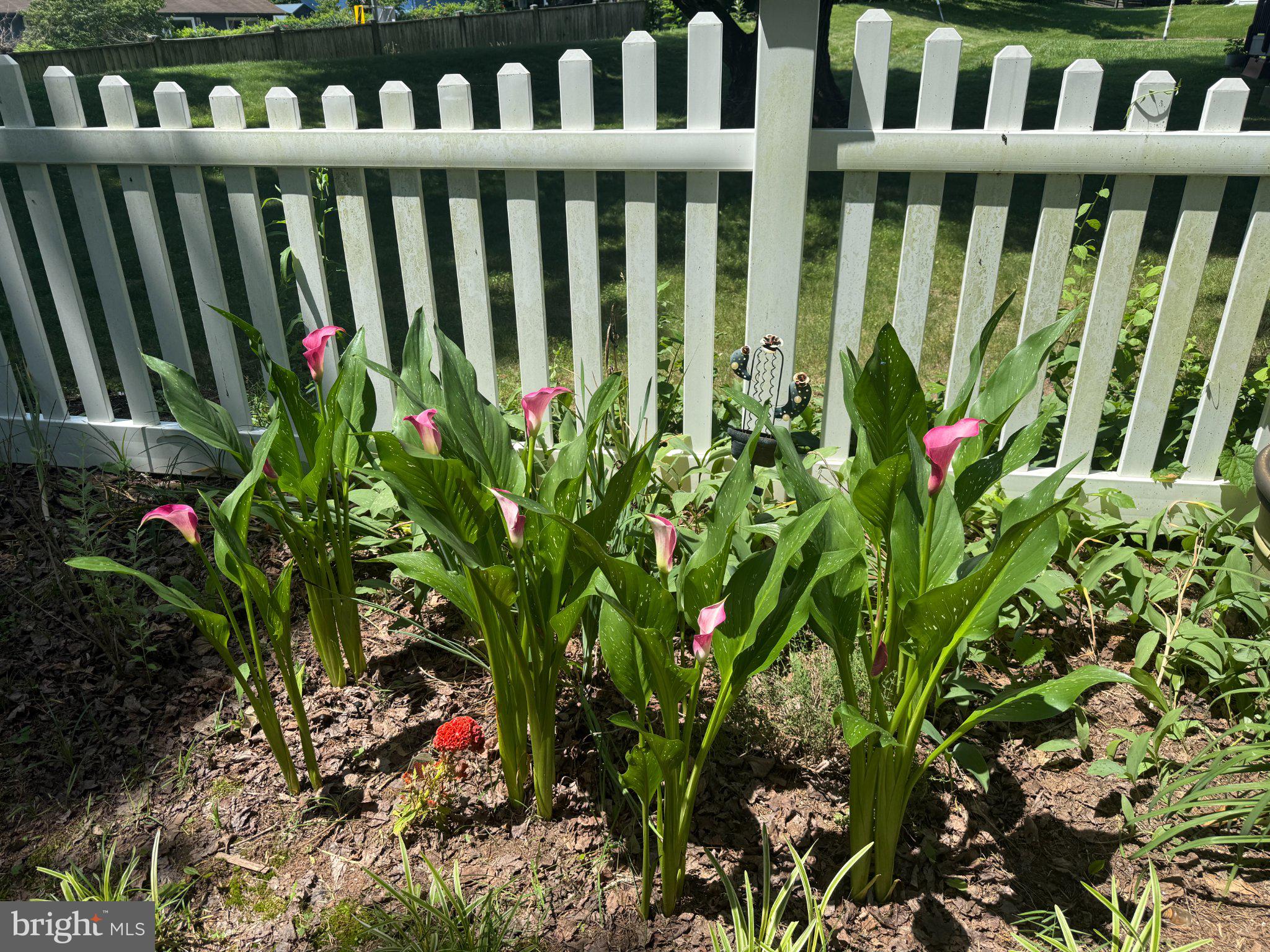 1421 Morningside Drive Silver Spring, MD 20904 - Photo 7 of 7 Vibrant calla lilies by a white fence.