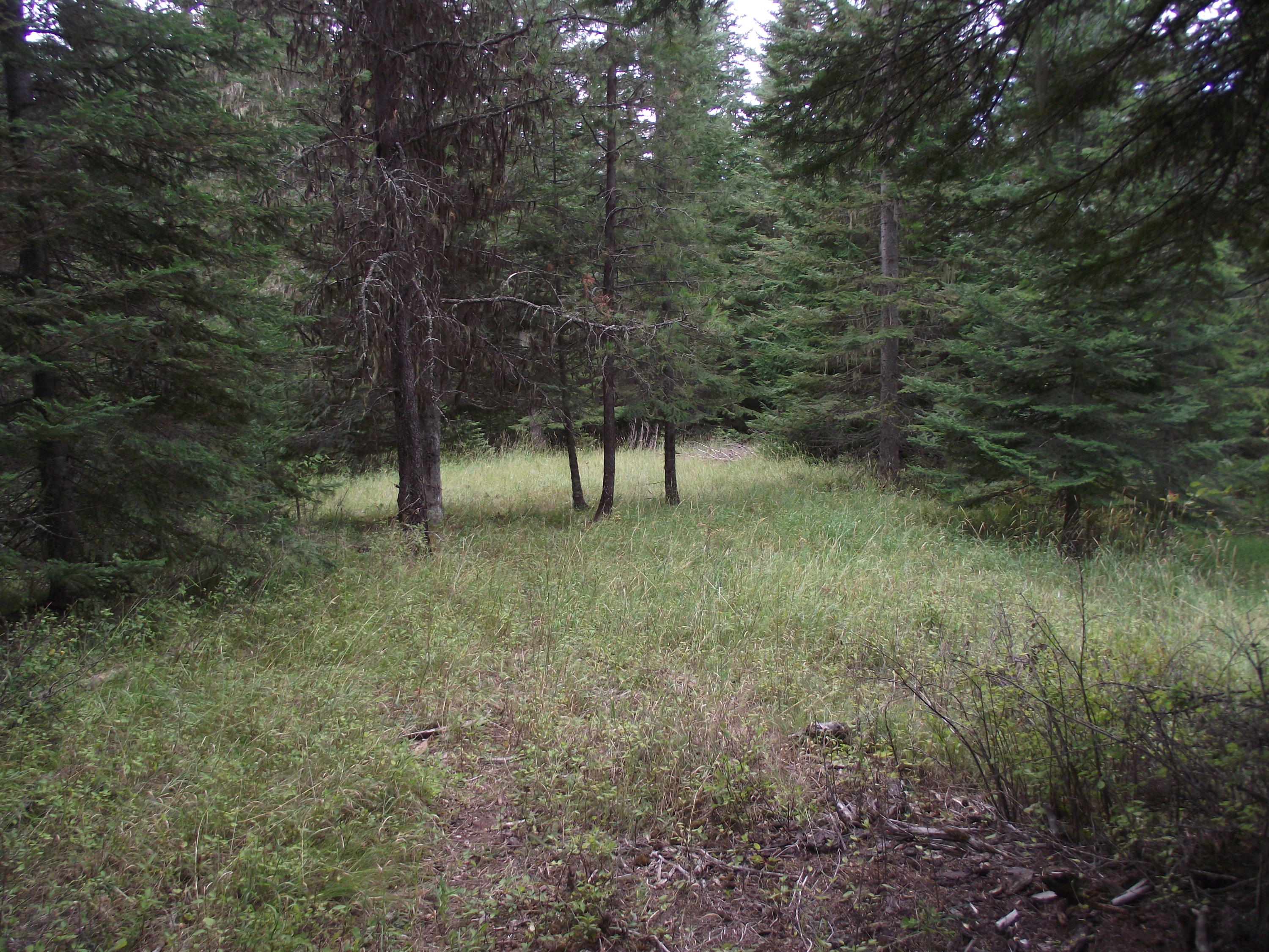1428 West Elkhorn Meadows Road Fernwood, ID 83830 - Photo 1 of 1 Great building site