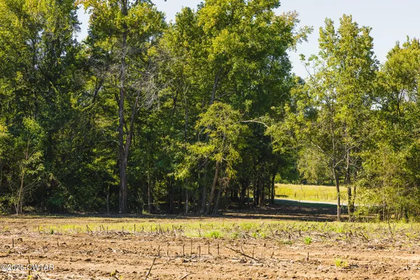 a view of a yard
