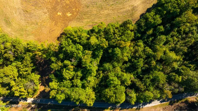 a view of a bunch of trees