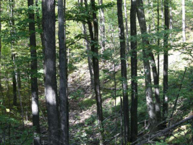 On Hedin Road Ogema, WI 54459 - Photo 3 of 7 Gallery Image 3