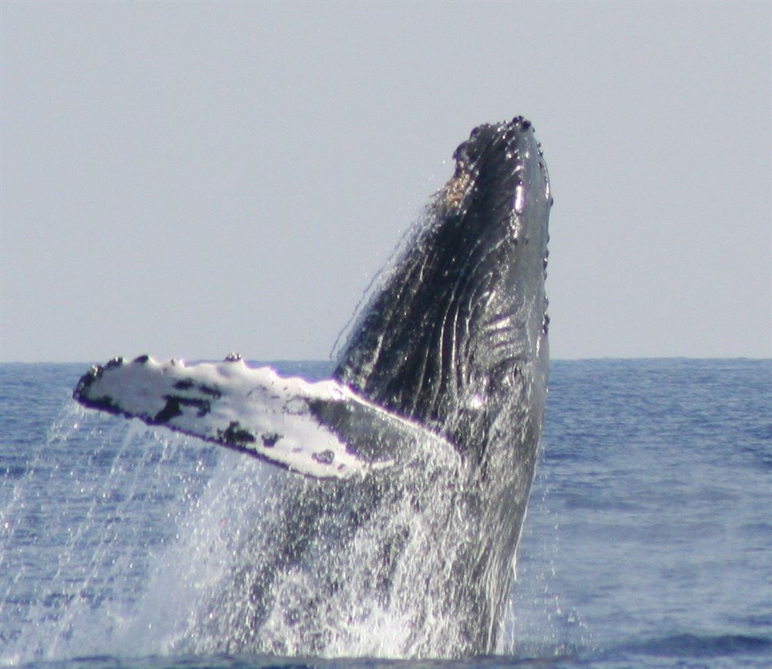 2219 South Kihei Road, Unit B102 Kihei, HI 96753 - Photo 27 of 30 a view of a plant in a room