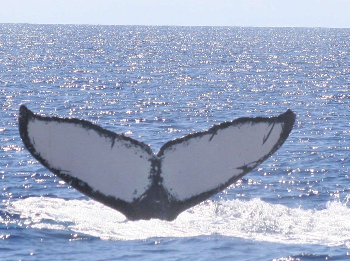 2219 South Kihei Road, Unit B102 Kihei, HI 96753 - Photo 28 of 30 a view of wooden floor