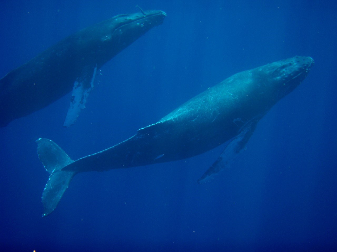 2219 South Kihei Road, Unit B102 Kihei, HI 96753 - Photo 29 of 30