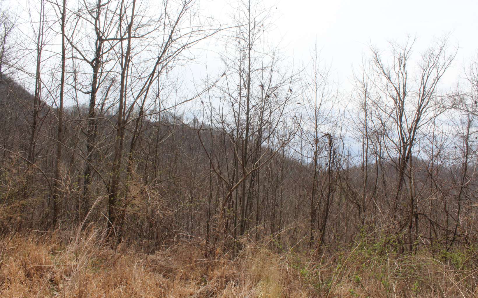 21 North N Ridge Hayesville, NC 28904 - Photo 11 of 51 Additional View