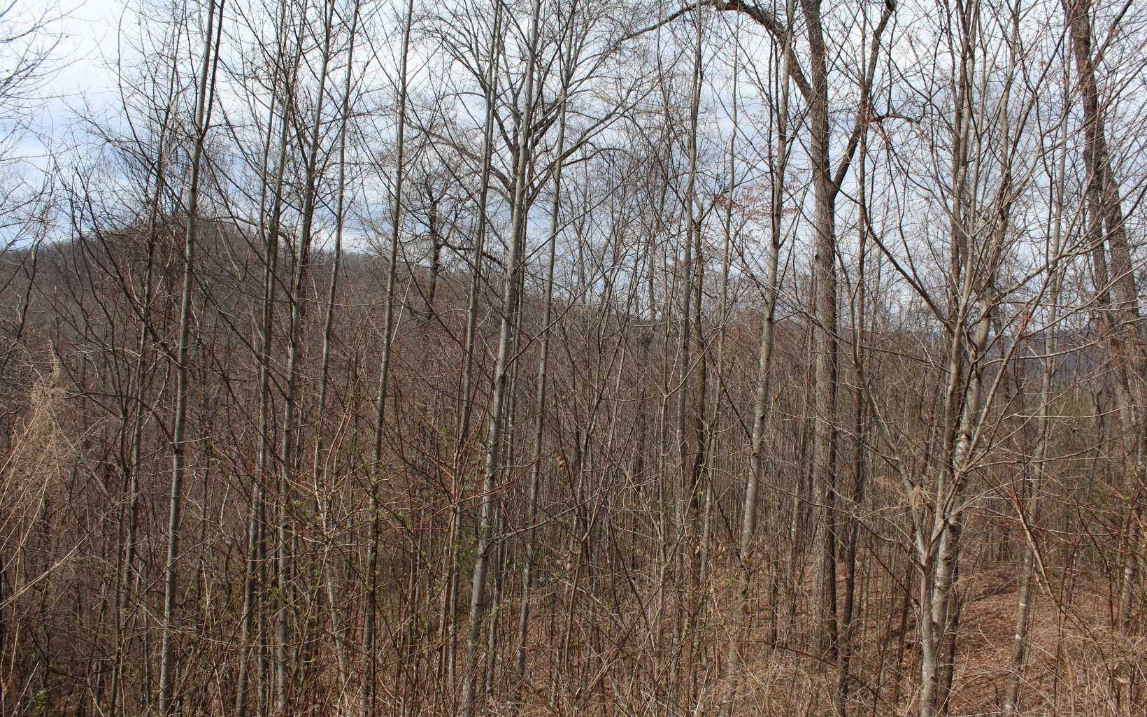 21 North N Ridge Hayesville, NC 28904 - Photo 23 of 51 Additional View