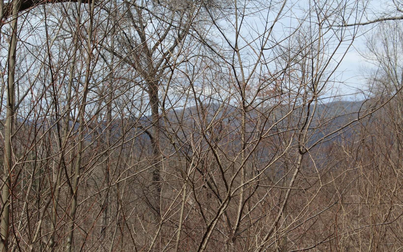 21 North N Ridge Hayesville, NC 28904 - Photo 24 of 51 Additional View