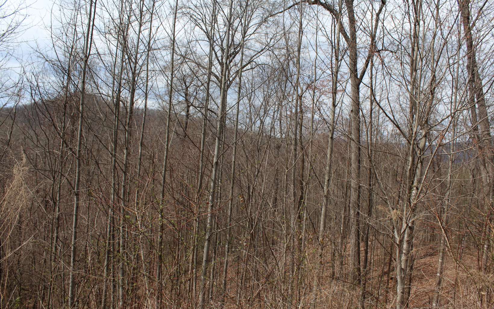 21 North N Ridge Hayesville, NC 28904 - Photo 8 of 51 Additional View