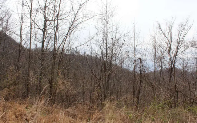 $10,000 | 21 North N Ridge, Hayesville, NC 28904