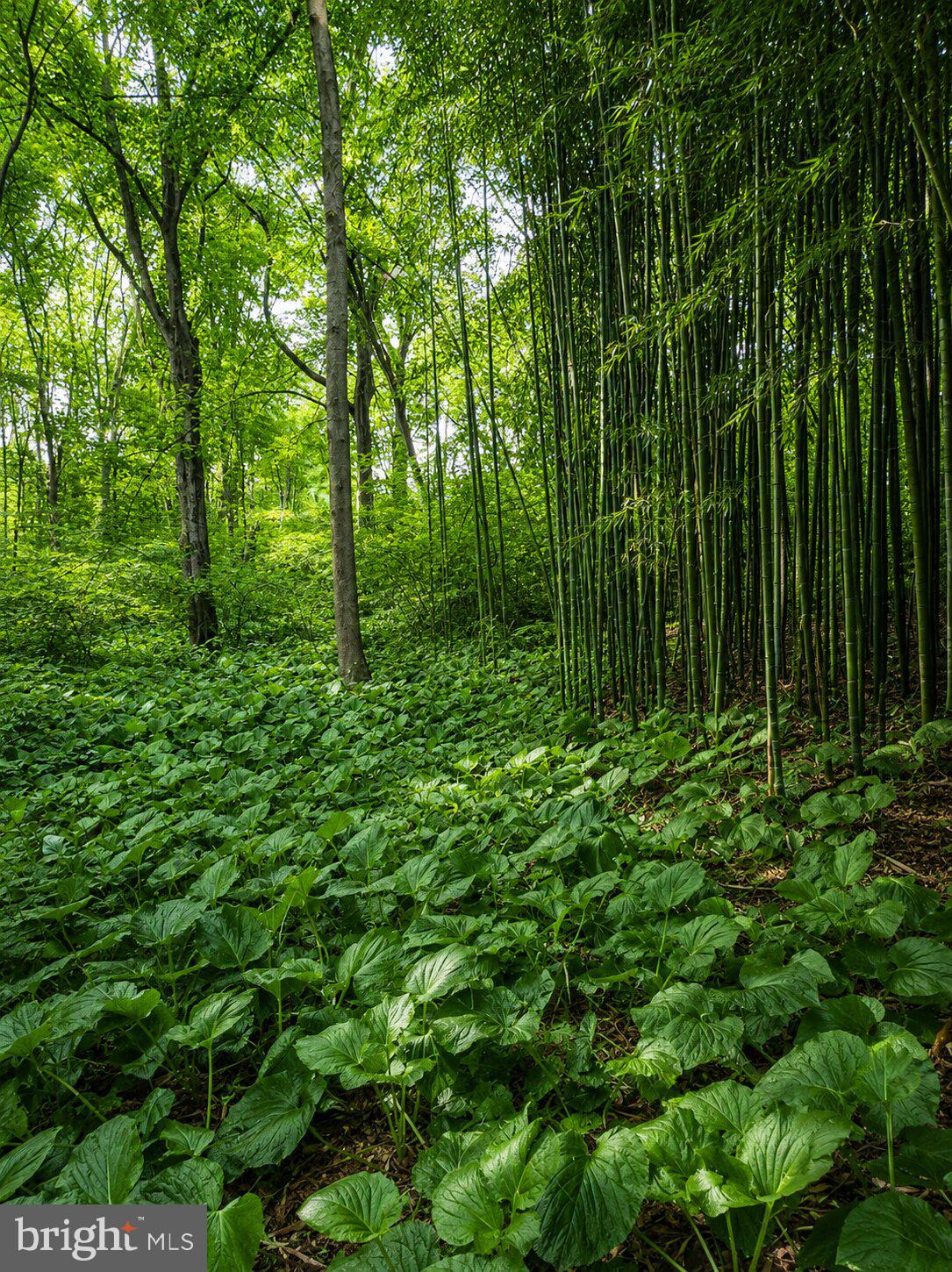 1475 Langhorne Yardley Road Langhorne, PA 19047 - Photo 19 of 28 Lush greens in a tranquil forest.
