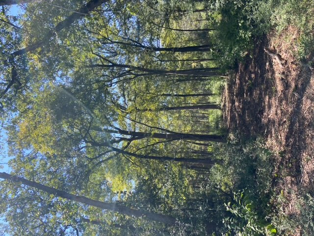 Unk Unk Sawmill Road Franklin, TX 77856 - Photo 11 of 16