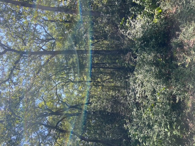 Unk Unk Sawmill Road Franklin, TX 77856 - Photo 12 of 16