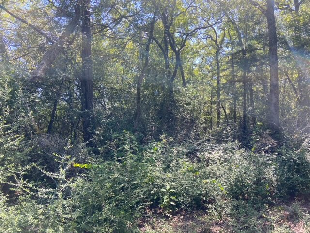 Unk Unk Sawmill Road Franklin, TX 77856 - Photo 6 of 16