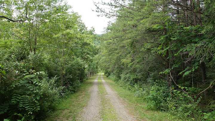 335 Barton Spur Road Ferrum, VA 24088 - Photo 17 of 18 a view of a yard with plants and large trees