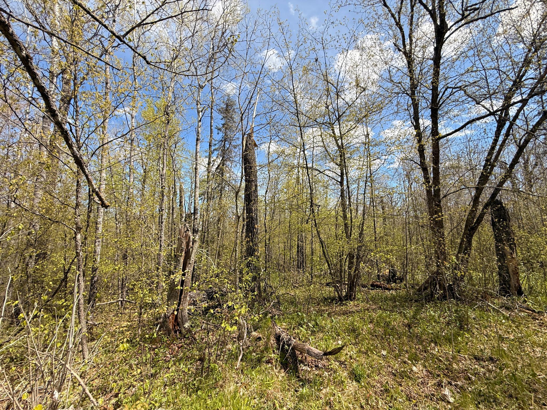 3854 Rasmussen Road Wright, MN 55798 - Photo 16 of 98