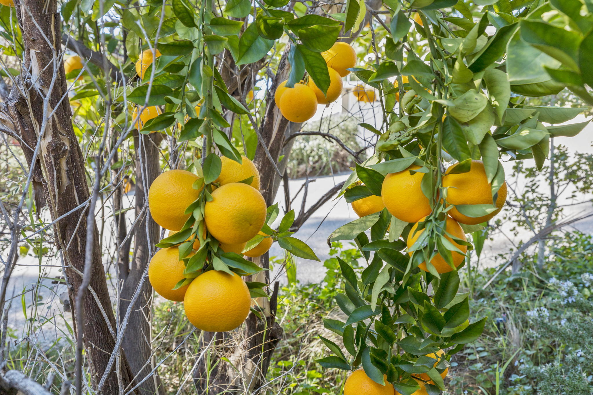 55 Sunset Street Oak View, CA 93022 - Photo 37 of 38 42 55Sunset-42