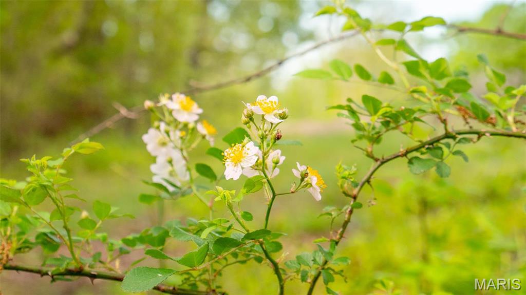 -tract #1 Tappmeyer Road Owensville, MO 65066 - Photo 33 of 60