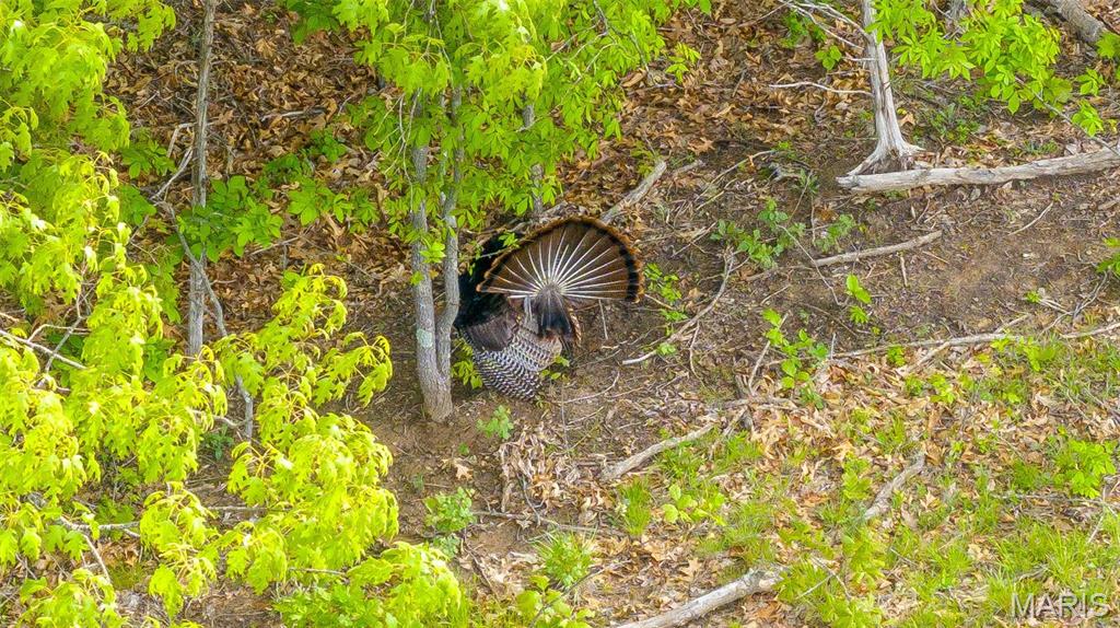 -tract #1 Tappmeyer Road Owensville, MO 65066 - Photo 6 of 60