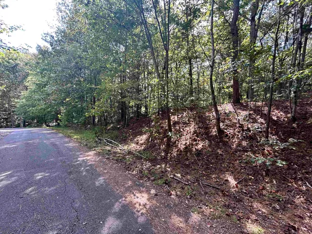 a view of a forest with trees
