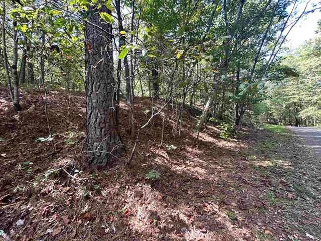 a view of a forest with trees