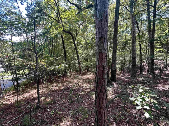 a view of a forest with trees