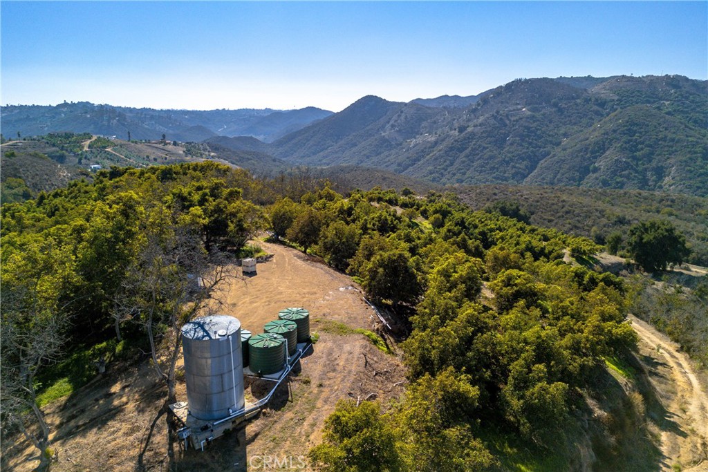 a view of a forest with a mountain