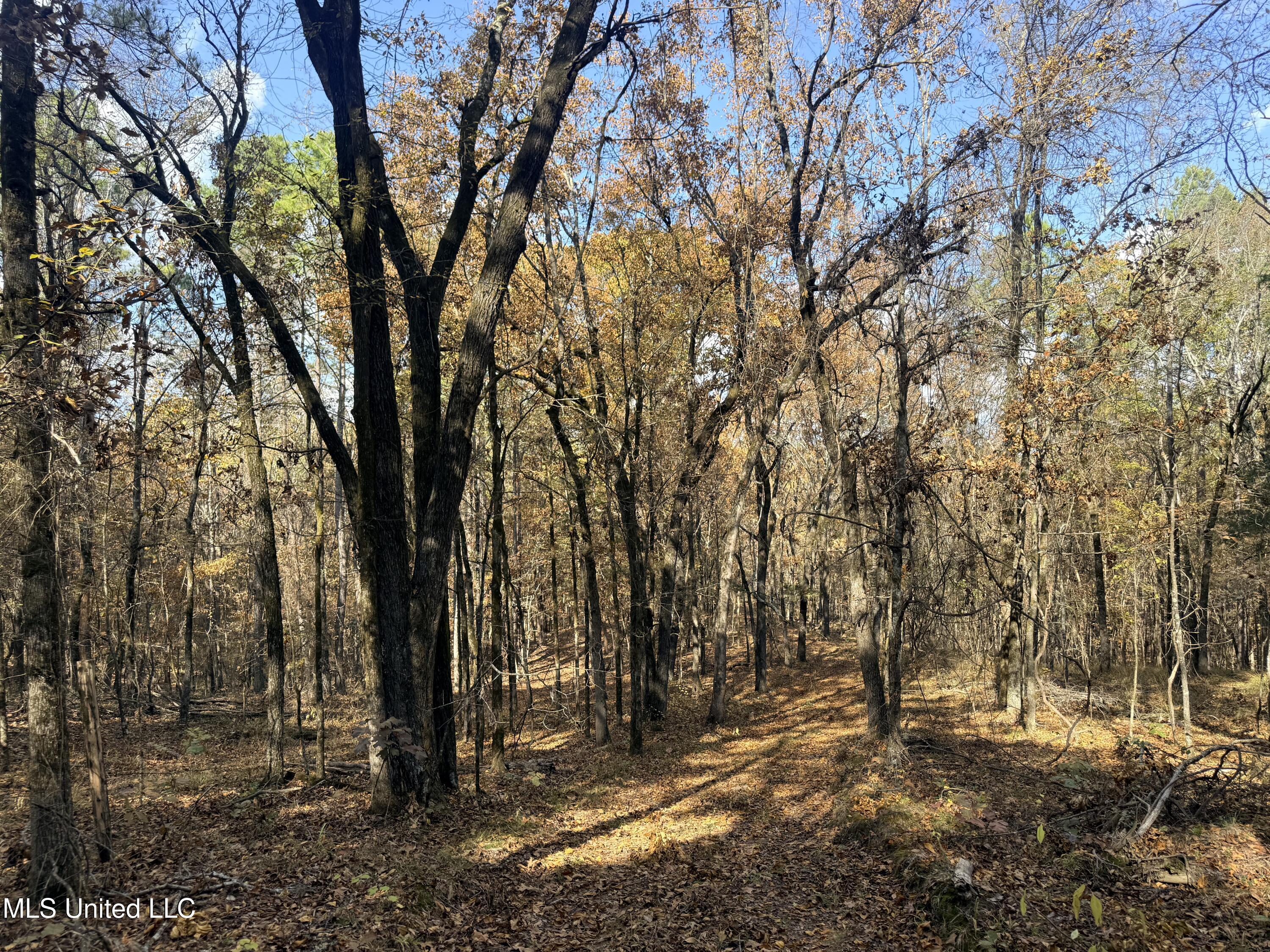 0 Laws Hill Road Holly Springs, MS 38635 - Photo 16 of 28 IMG_3424