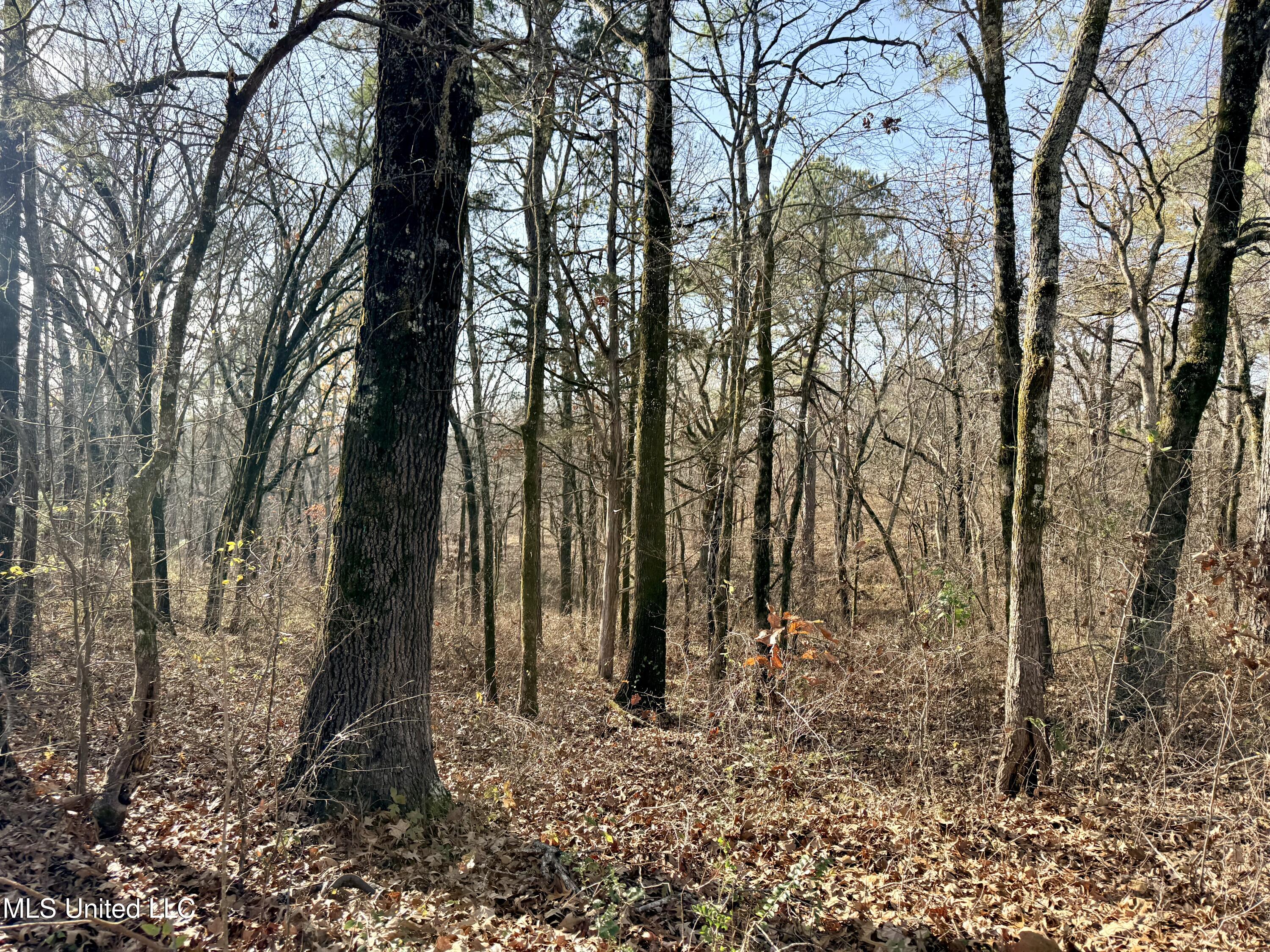 0 Laws Hill Road Holly Springs, MS 38635 - Photo 18 of 28 IMG_3506