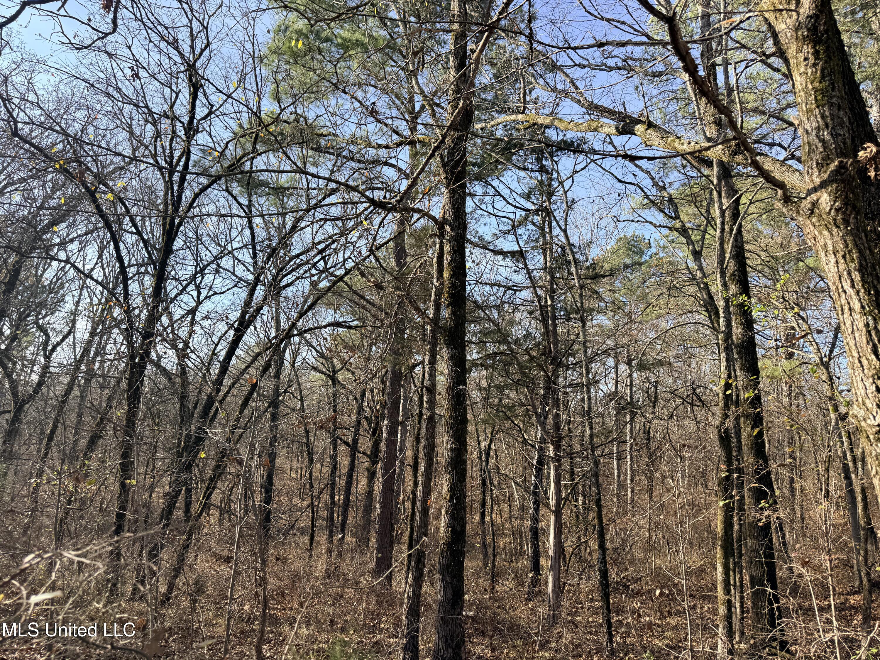 0 Laws Hill Road Holly Springs, MS 38635 - Photo 19 of 28 IMG_3507