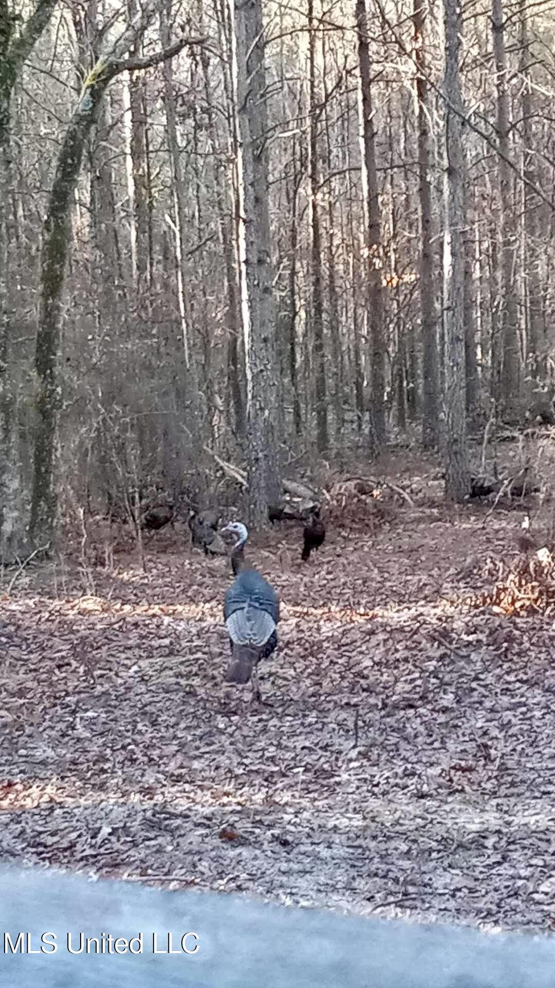 0 Laws Hill Road Holly Springs, MS 38635 - Photo 20 of 28 IMG_3970