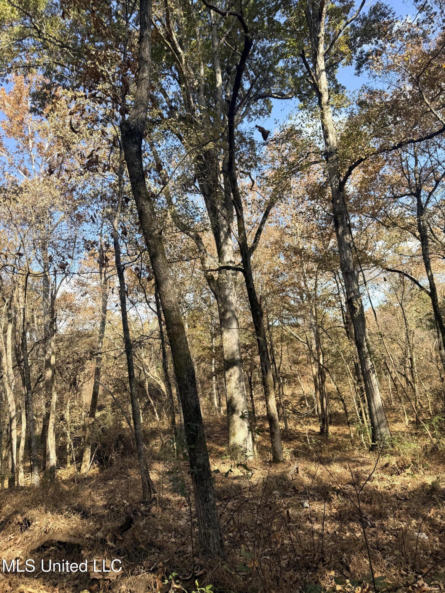 0 Laws Hill Road Holly Springs, MS 38635 - Photo 2 of 28 IMG_3402