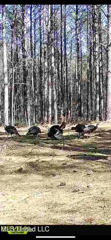 $969,000 | 0 Laws Hill Road, Holly Springs, MS 38635