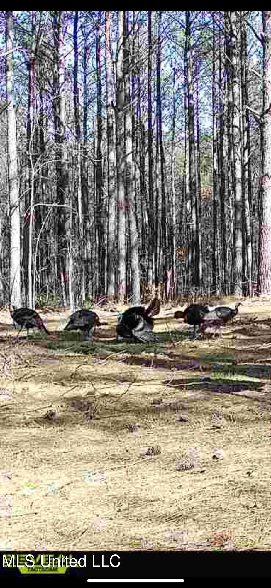 0 Laws Hill Road Holly Springs, MS 38635 - Photo 23 of 28 IMG_3974