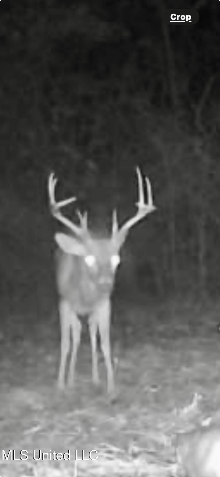 0 Laws Hill Road Holly Springs, MS 38635 - Photo 26 of 28 IMG_3978