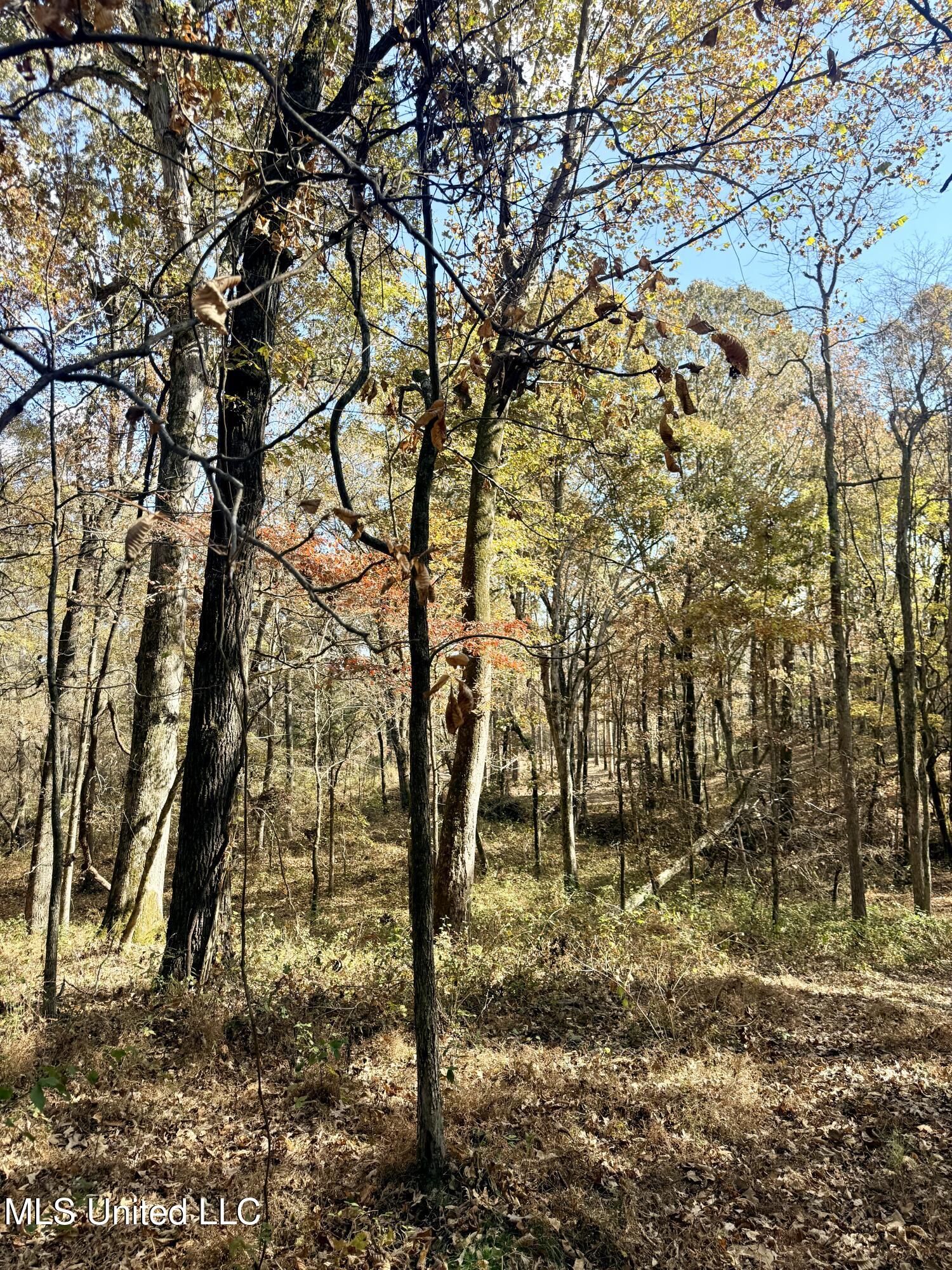 0 Laws Hill Road Holly Springs, MS 38635 - Photo 3 of 28 IMG_3404