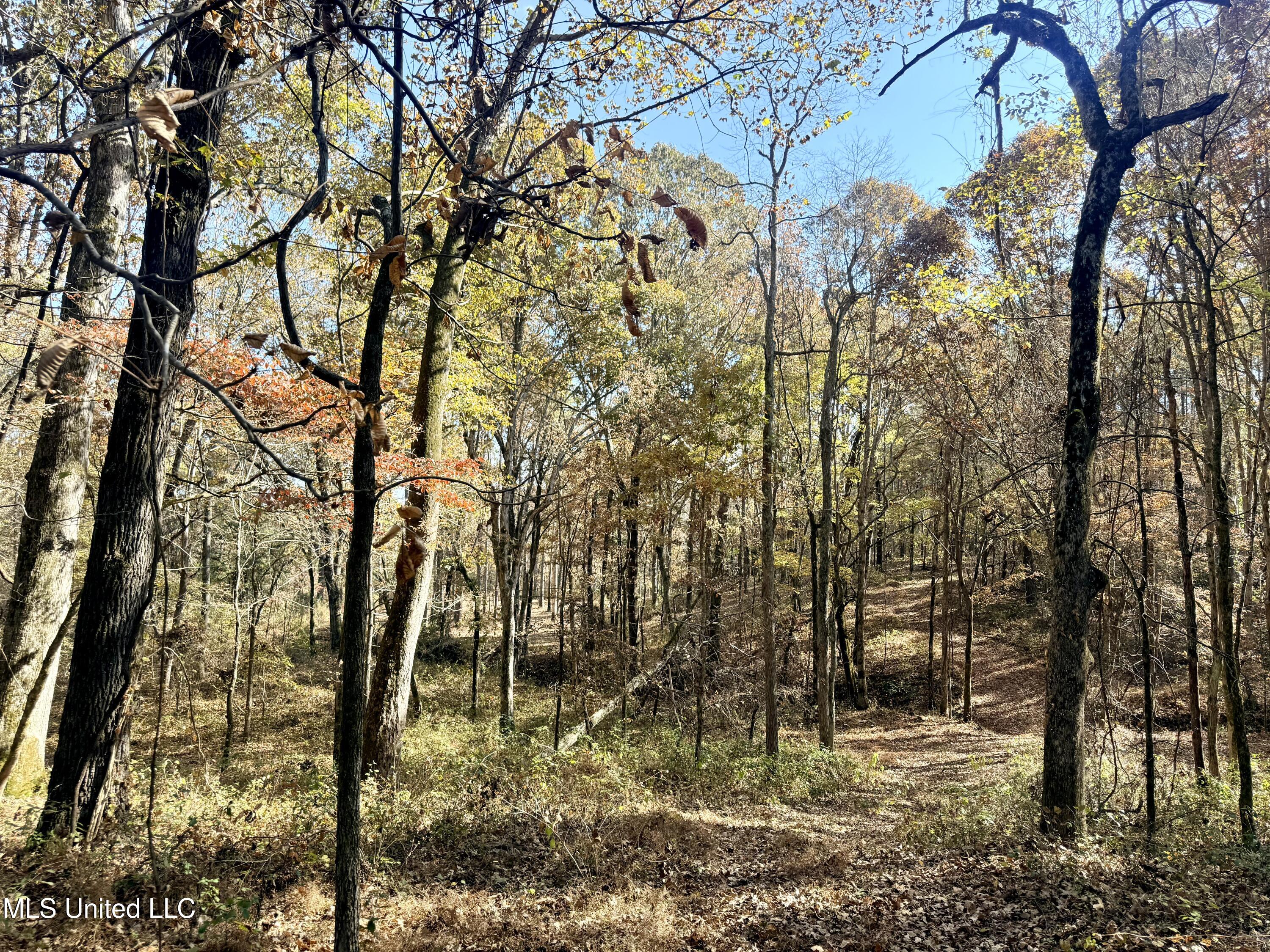 0 Laws Hill Road Holly Springs, MS 38635 - Photo 4 of 28 IMG_3405