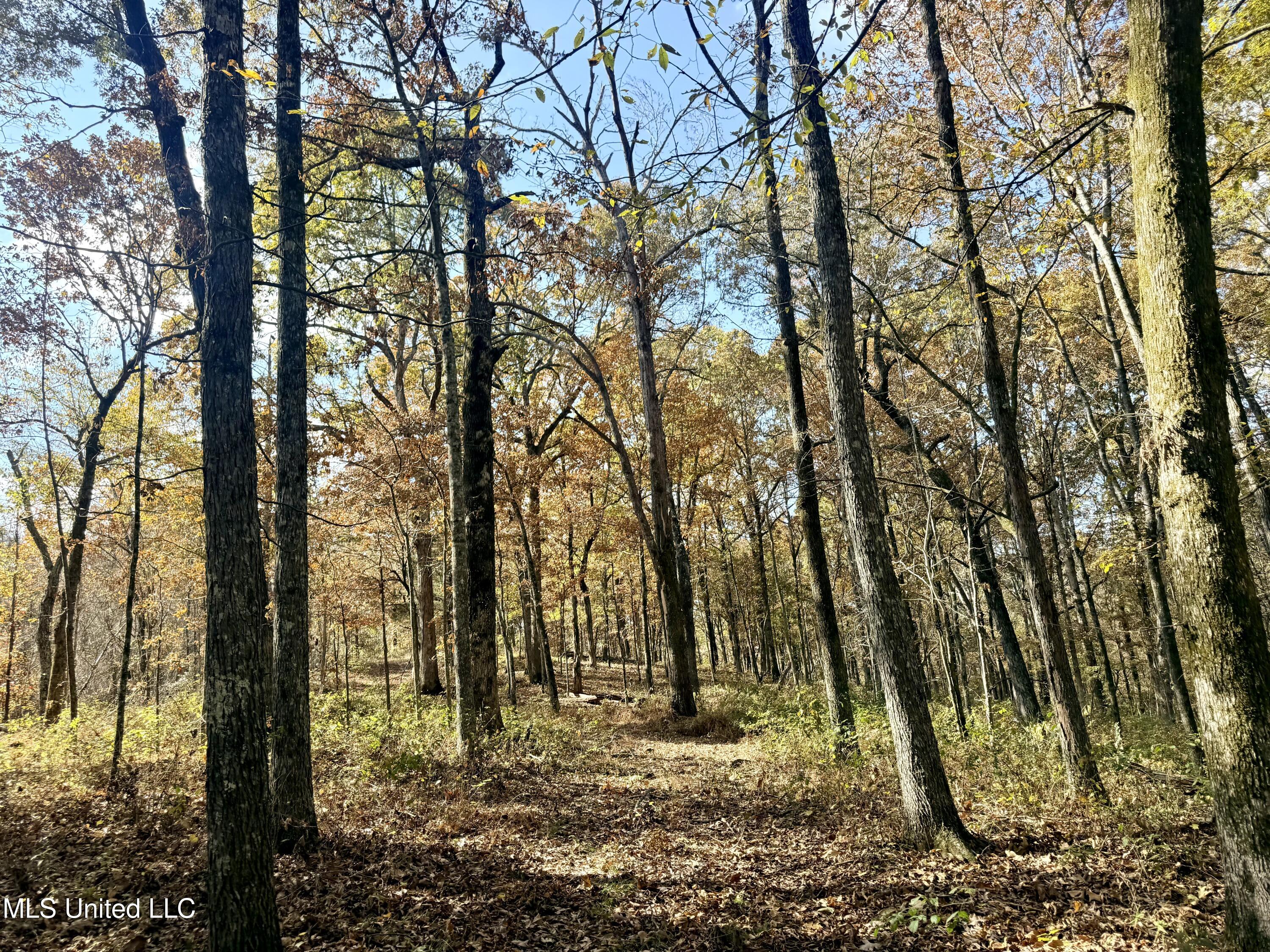 0 Laws Hill Road Holly Springs, MS 38635 - Photo 5 of 28 IMG_3406