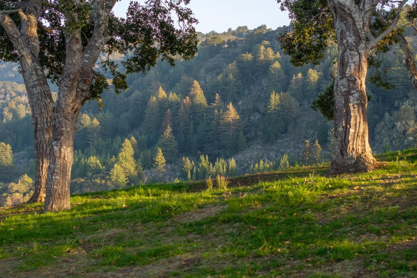 17 Rancho San Carlos Road Carmel, CA 93923 - Photo 8 of 24 a view of a yard