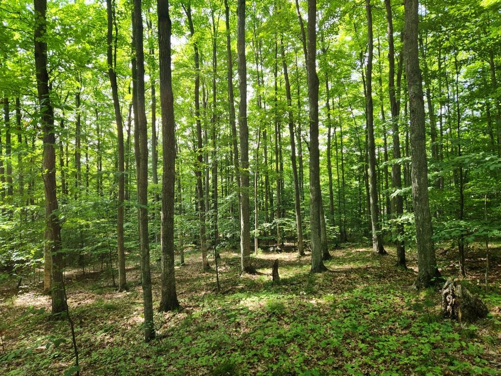Off Crawford Lake Road Northeast Kalkaska, MI 49646 - Photo 14 of 25