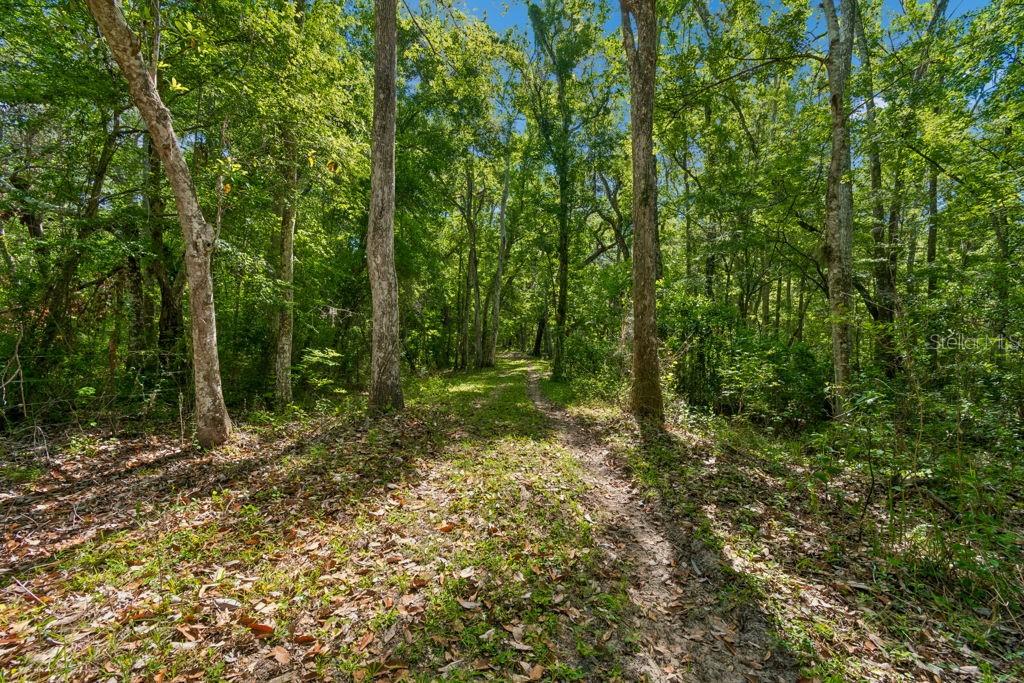 31501 Reed Road Dade City, FL 33523 - Photo 23 of 45 a view of outdoor space and trees