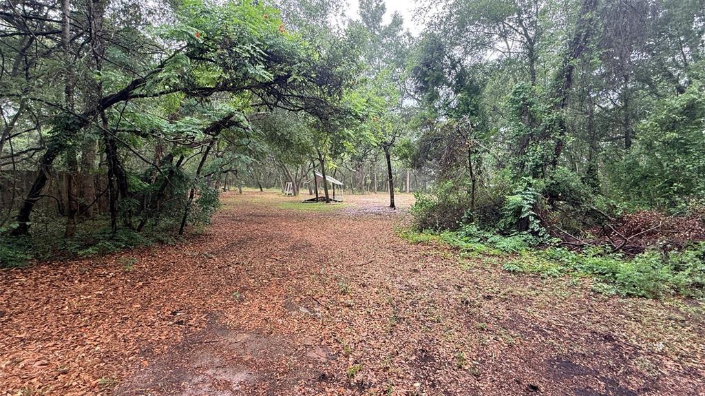 15535 Little Ranch Road Spring Hill, FL 34610 - Photo 43 of 46 a view of a forest with trees in the background